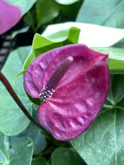 Picture of Anthurium - Dark violet - Double Shot