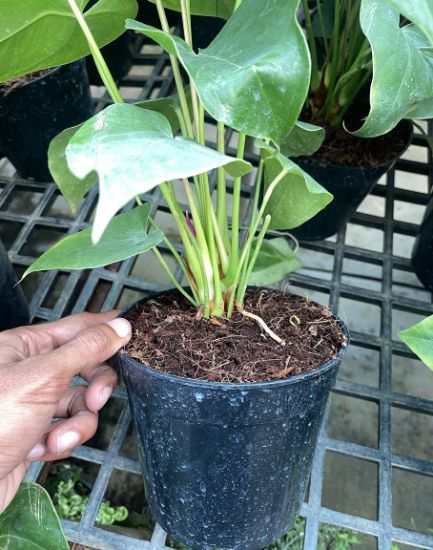 Picture of Anthurium - Dark violet - Double Shot