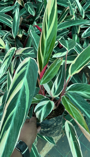 Picture of Red-Maranta