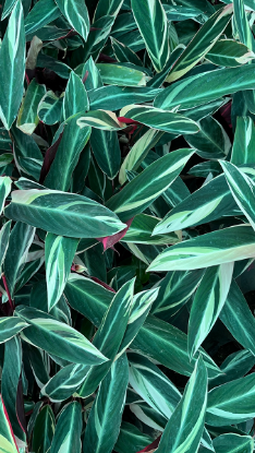 Picture of Red-Maranta