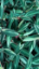 Picture of Red-Maranta