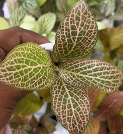 Picture of Fittonia -Compo - 10 Jiffy plants -10 Diffrent colors