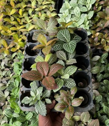 Picture of Fittonia -Compo - 10 Jiffy plants -10 Diffrent colors