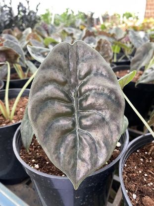 Picture of Alocasia cuprea - small size - With pot