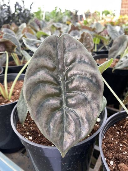 Picture of Alocasia cuprea - small size - With pot