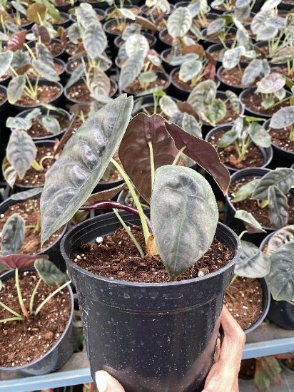 Picture of Alocasia cuprea - small size - With pot