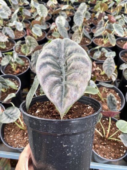 Picture of Alocasia cuprea - small size - With pot