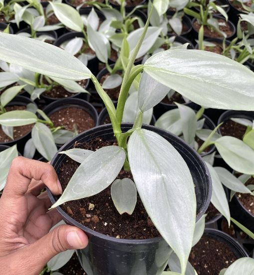 Picture of Philodendron - Silver sword