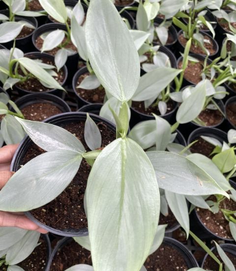 Picture of Philodendron - Silver sword