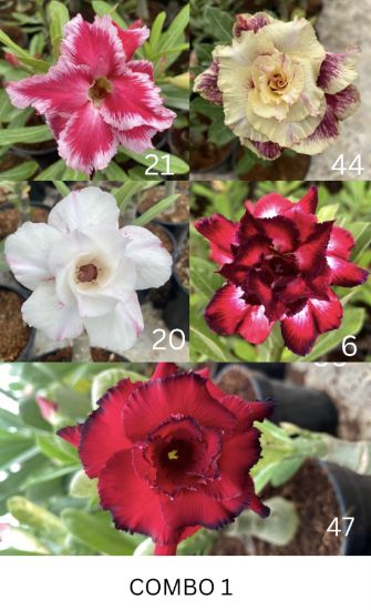 Picture of Adenium - 5 plants combo 1, AD-21, AD-44, AD-20, AD- 6, AD-47