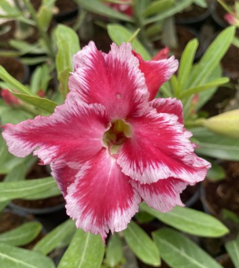 Picture of Adenium - 5 plants combo 1, AD-21, AD-44, AD-20, AD- 6, AD-47