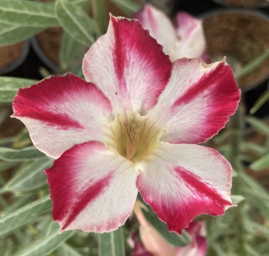 Picture of Adenium - 5 Plants combo 3, AD-18, AD-45, AD-37, AD- 47, AD-43