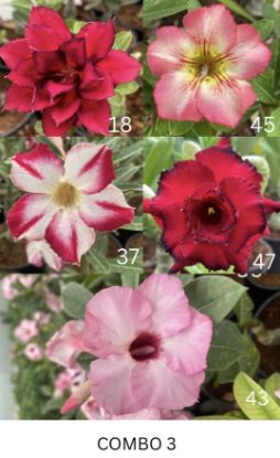 Picture of Adenium - 5 Plants combo 3, AD-18, AD-45, AD-37, AD- 47, AD-43