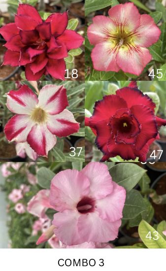 Picture of Adenium - 5 Plants combo 3, AD-18, AD-45, AD-37, AD- 47, AD-43