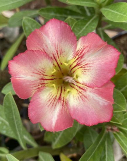 Picture of Adenium - 5 Plants combo 3, AD-18, AD-45, AD-37, AD- 47, AD-43