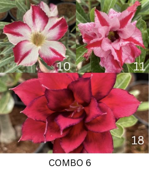 Picture of Adenium - 3 Plants combo 6, AD-10, AD-11, AD-18