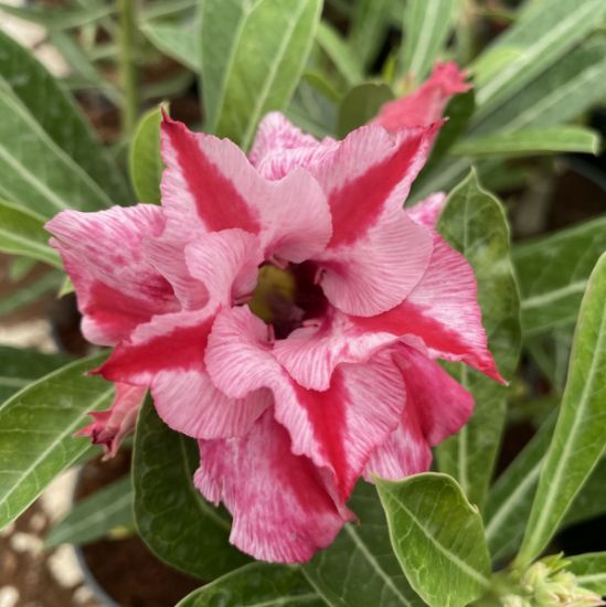 Picture of Adenium - 3 Plants combo 6, AD-10, AD-11, AD-18