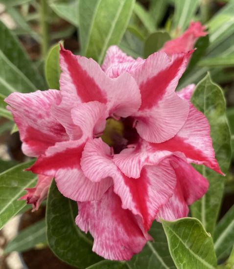 Picture of Adenium - 5 Plants combo 2, AD-2, AD-11, AD-54, AD- 35, AD-17