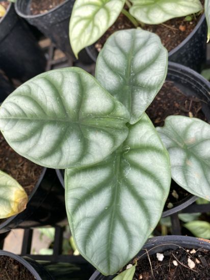 Picture of Alocasia Silver Dragon- With Pot