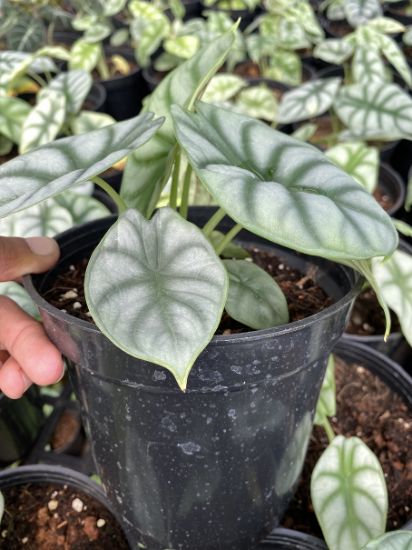 Picture of Alocasia Silver Dragon- With Pot