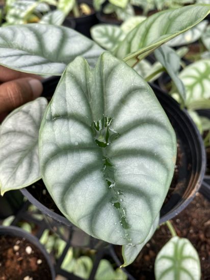 Picture of Alocasia Silver Dragon- With Pot