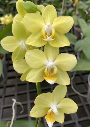 Picture of Orchid Phalaenopsis -Gold