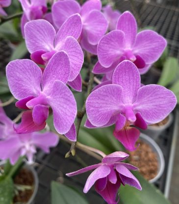 Picture of Orchid Phalaenopsis -Take five pink