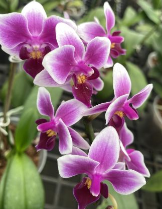 Picture of Orchid Phalaenopsis - Sweet Heart