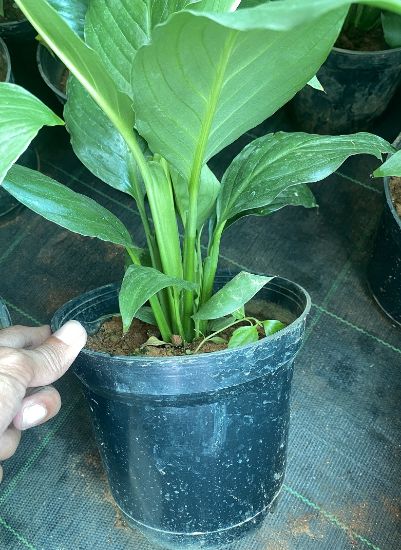 Picture of Spathiphyllum , Peace lilly , single plant