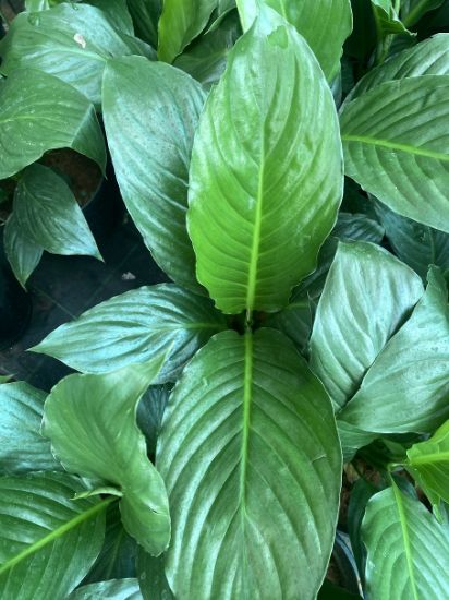 Picture of Spathiphyllum , Peace lilly