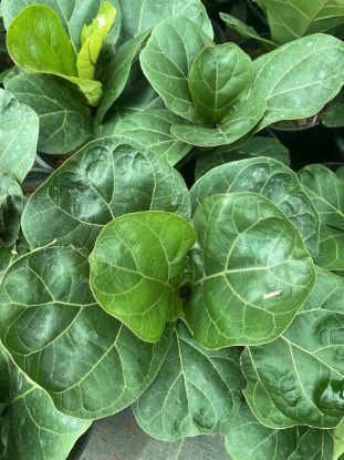 Picture of Lyrata Ficus - Fiddle Leaf Fig