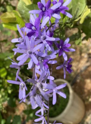 Picture of Petrea - Violet