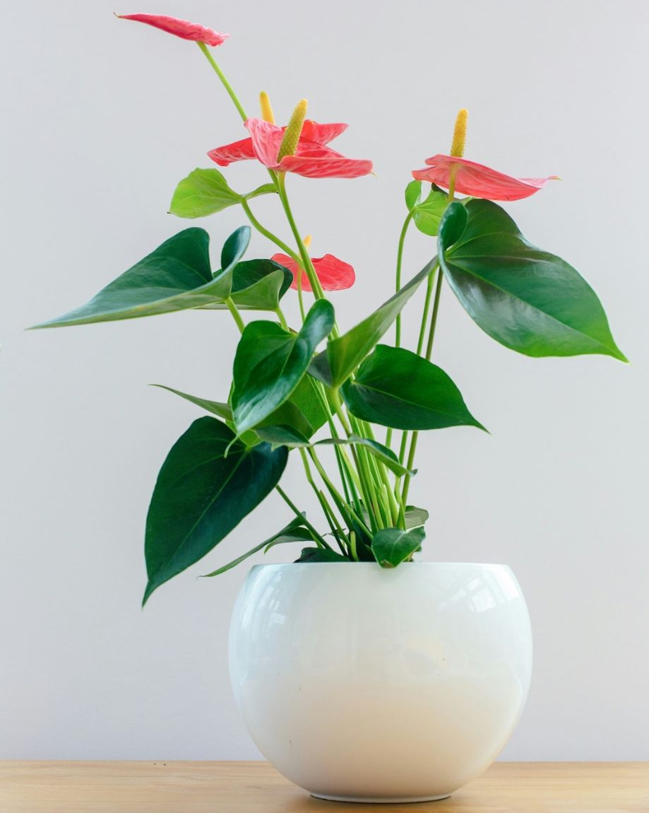 Picture for category Anthurium