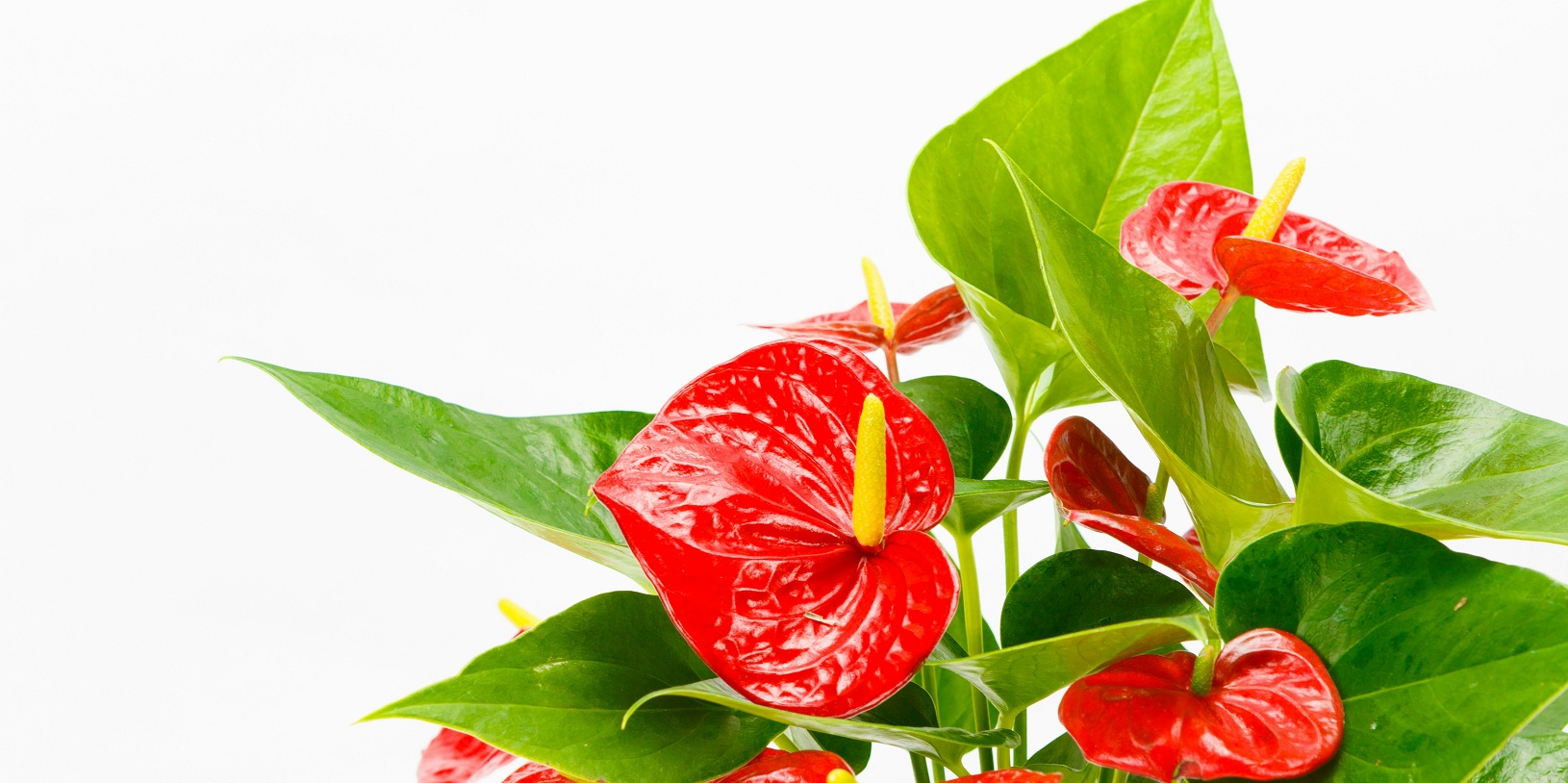PLANTS WITH POT