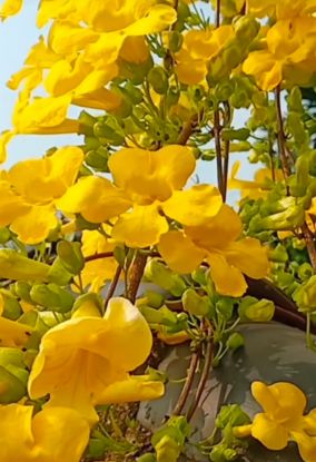 Picture of Cat's Claw Creeper - Big Plant