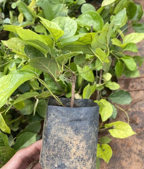 Picture of Cat's Claw Creeper