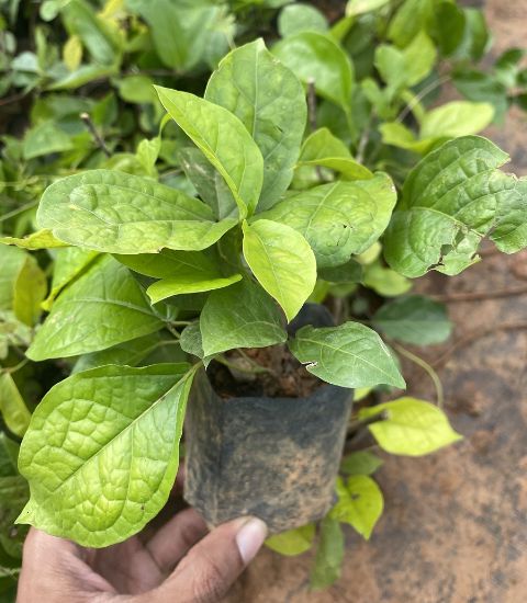 Picture of Cat's Claw Creeper