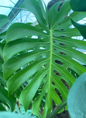 Picture of Monstera