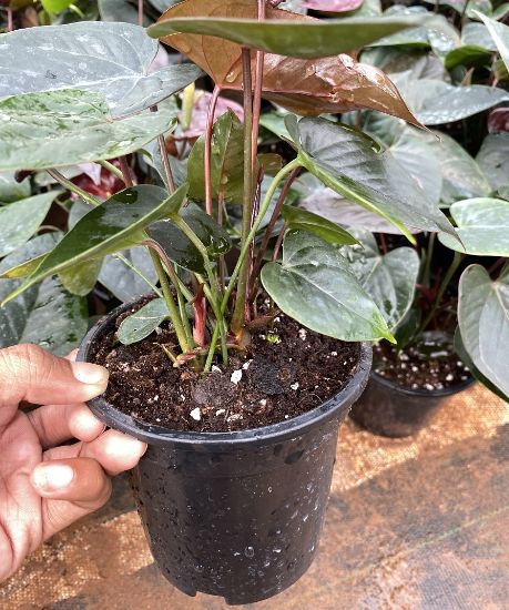 Picture of Anthurium - Chocolate mini - Double Shot