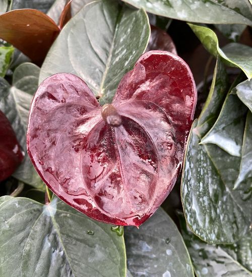 Picture of Anthurium - Chocolate mini - Double Shot