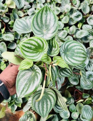 Picture of Water melon peperomia