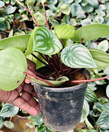 Picture of Water melon peperomia