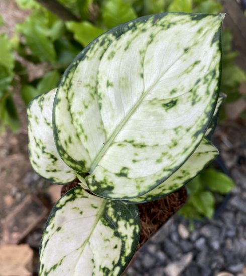 Picture of Aglaonema- combo - 5 plants