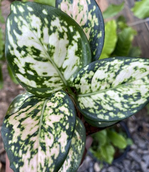 Picture of Aglaonema- combo - 5 plants