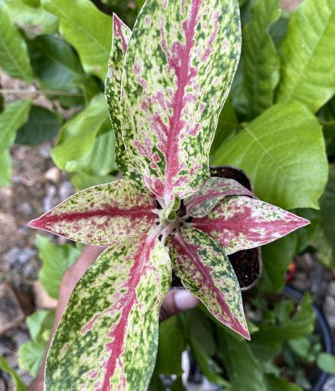 Picture of Aglaonema- combo - 5 plants