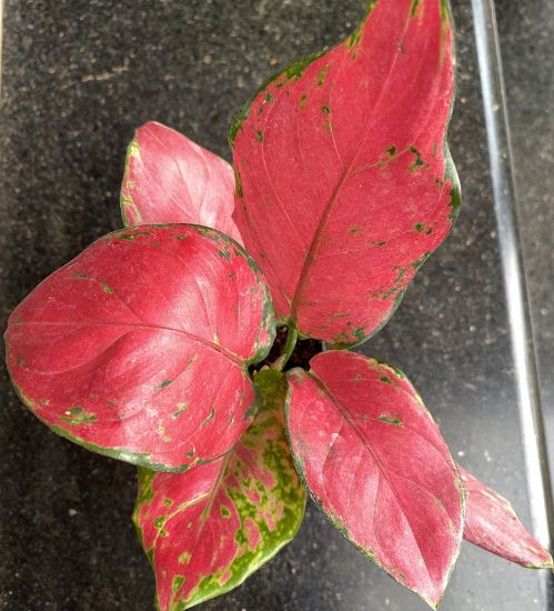 Picture of Aglaonema- combo - 5 plants