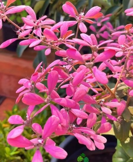 Picture of Petrea - pink (Congea)