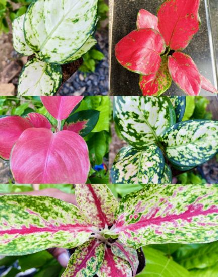 Picture of Aglaonema- combo - 5 plants