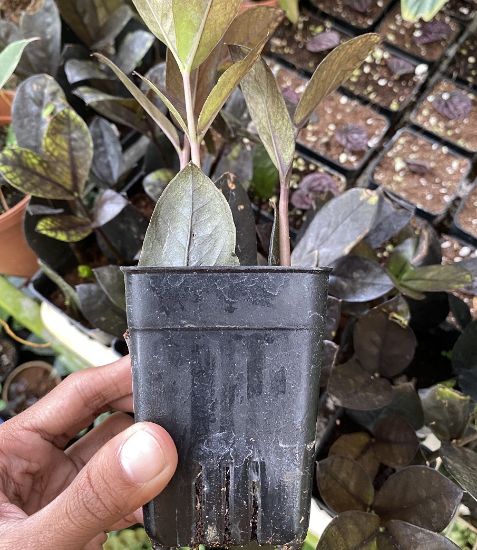 Picture of ZZ plant - Black , small pot