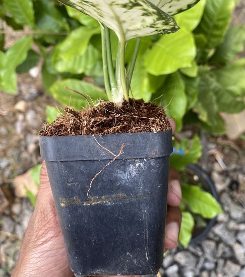 Picture of Aglaonema- Super white with pot